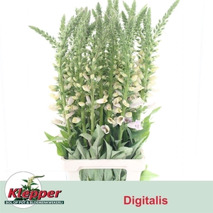 Digitalis Camelot Lavendel