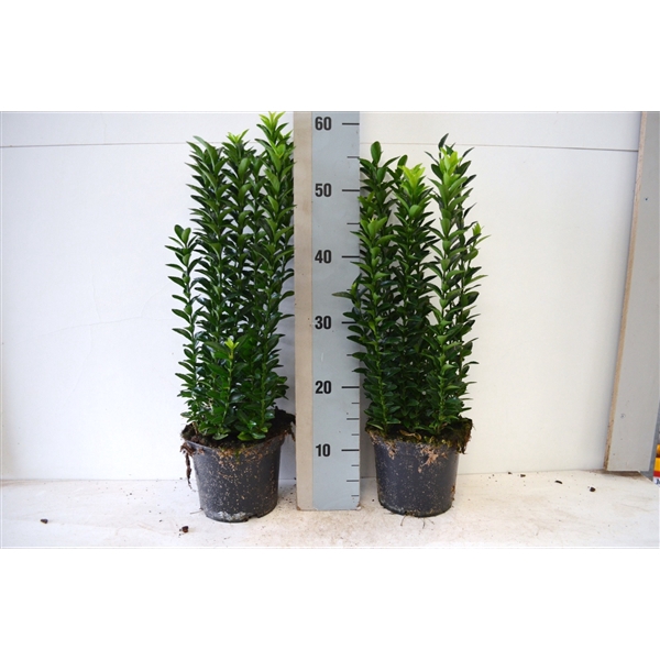 <h4>Euonymus jap 'Jean Hugues'</h4>