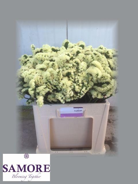 <h4>Yellow sun birds</h4>