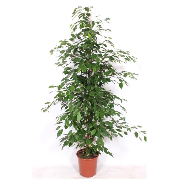 <h4>Ficus Exotica</h4>