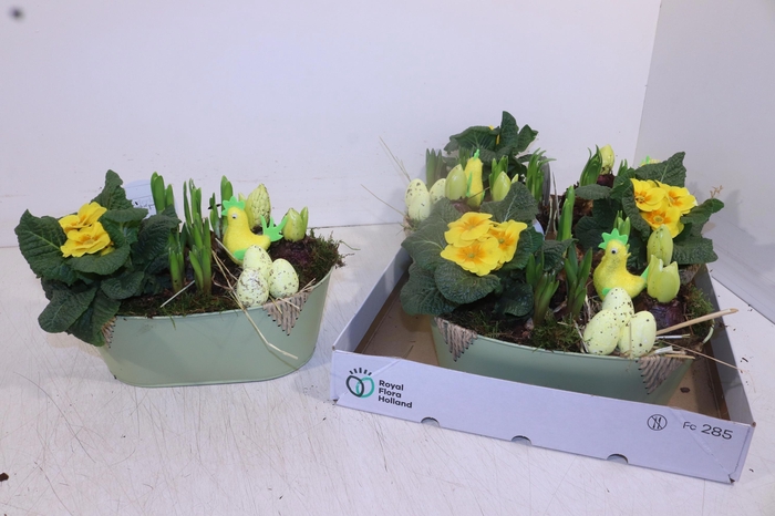 <h4>ARR TUINPLANTEN</h4>