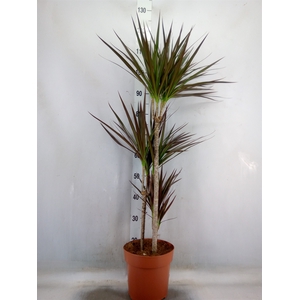 Dracaena marg. 'Magenta'