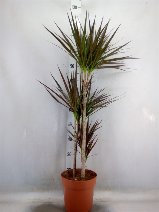 <h4>Dracaena marg. 'Magenta'</h4>