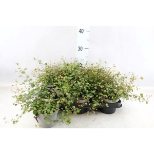 Muehlenbeckia com. 'Mao'ri'