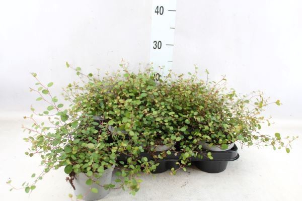 <h4>Muehlenbeckia com. 'Mao'ri'</h4>