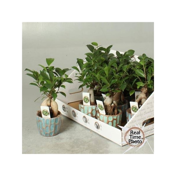 <h4>Fic Mi Ginseng Ceramic Deco</h4>