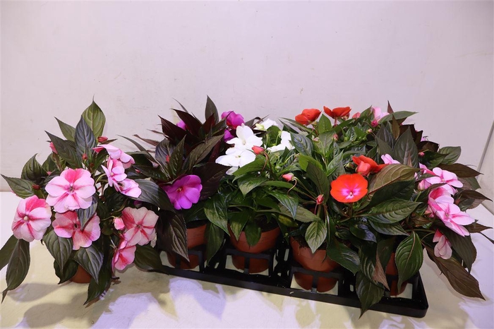 <h4>arr8 Impat Ng Gem</h4>