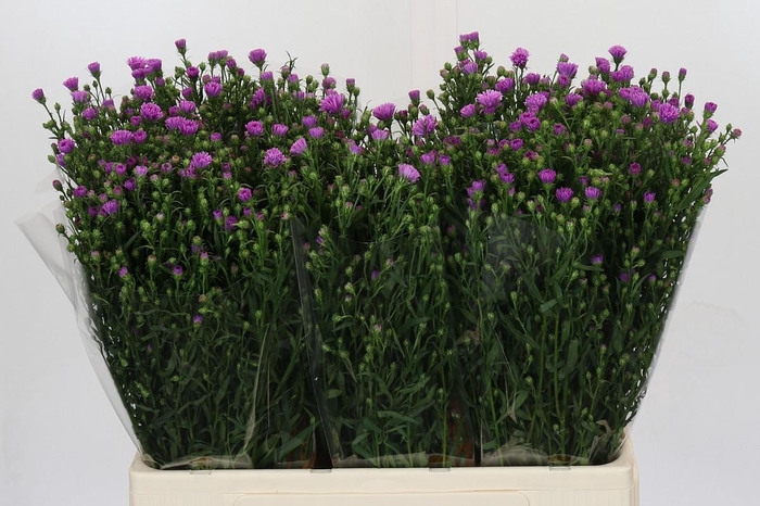 <h4>Aster Casarosa</h4>