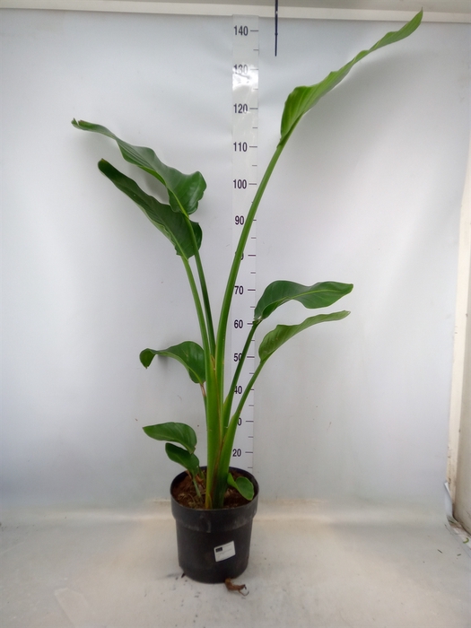 <h4>Strelitzia alba</h4>