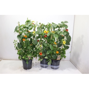 Thunb Gem 3 Kl In Pot