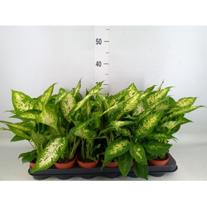 Dieffenbachia  'Compacta'