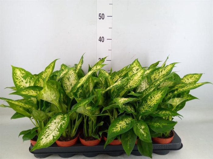 <h4>Dieffenbachia  'Compacta'</h4>