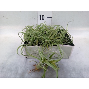Tillandsia