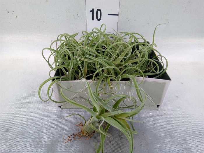 <h4>Tillandsia</h4>