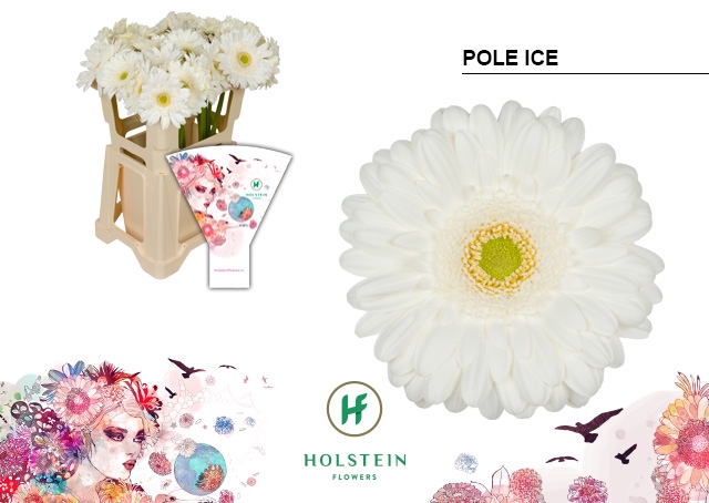 <h4>Gerbera Pole Ice Water</h4>