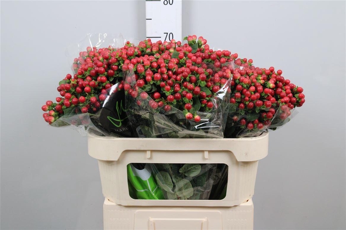 <h4>Hyp Tomato Flair</h4>