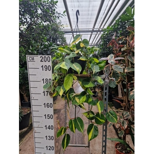 Philodendron Scandens Brasil hangplant