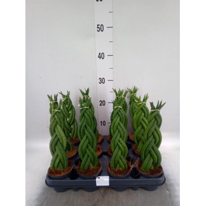 Sansevieria cyl.  ...