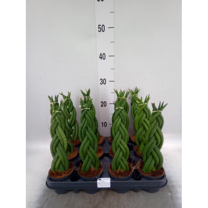 <h4>Sansevieria cyl.  ...</h4>