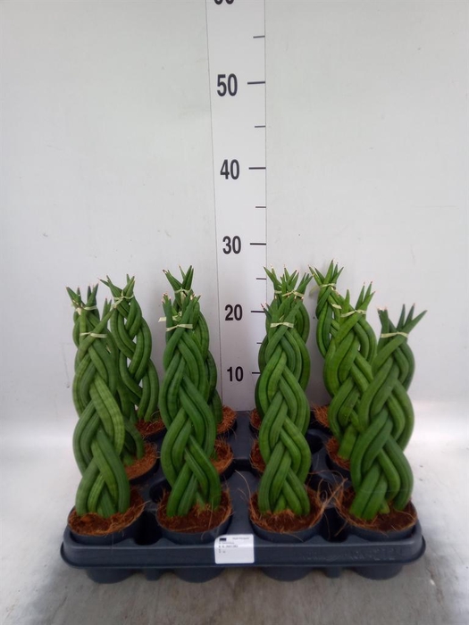 Sansevieria cyl.  ...
