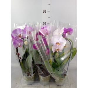 Phalaenopsis  'Elegant Cascade'