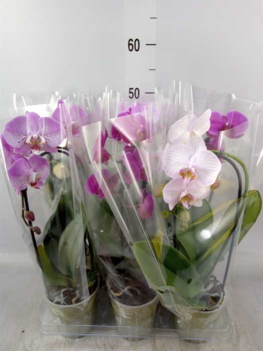 <h4>Phalaenopsis  'Elegant Cascade'</h4>