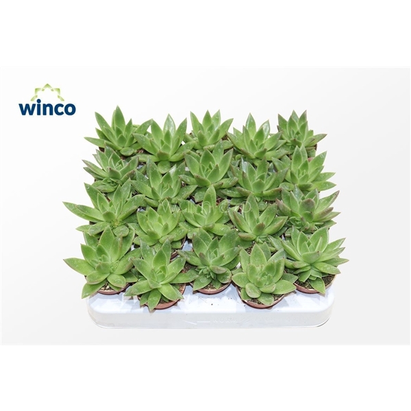 <h4>Echeveria Miranda</h4>