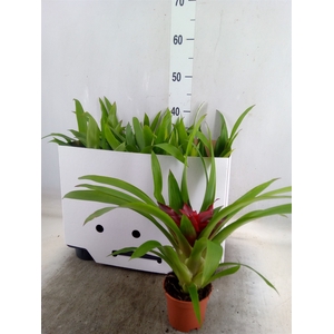 Guzmania   ...mix