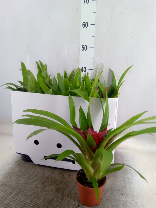 <h4>Guzmania   ...mix</h4>
