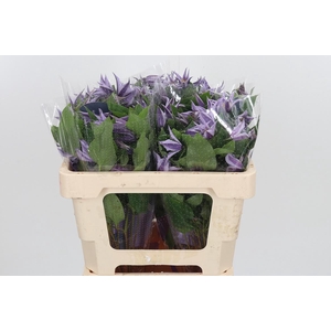 Clem Star River Lavendel