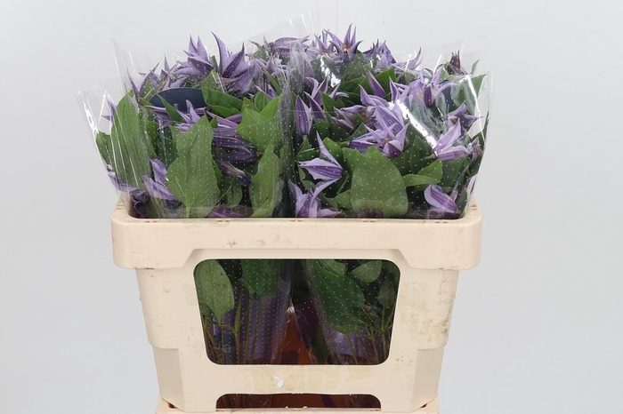 <h4>Clem Star River Lavendel</h4>