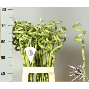 DRAC S LUCKY BAMBOO