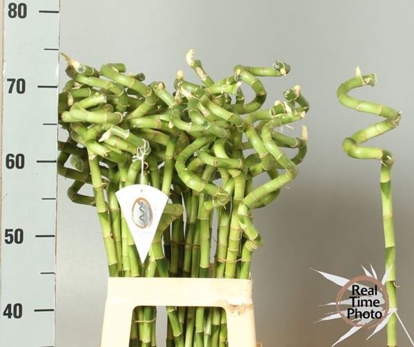 <h4>DRAC S LUCKY BAMBOO</h4>