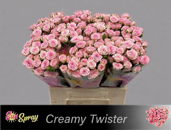 <h4>R TR CREAMY TWISTER</h4>