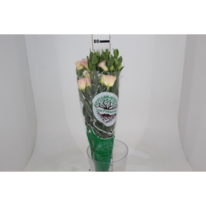 LISIANTHUS CHAMPAGNE 070 CM MIN 500 GRAMAS CHAMPAGNE/CREME