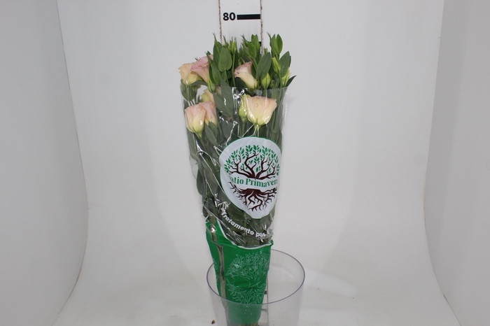 <h4>LISIANTHUS CHAMPAGNE 070 CM MIN 500 GRAMAS CHAMPAGNE/CREME</h4>