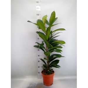 Ficus cyathistipula