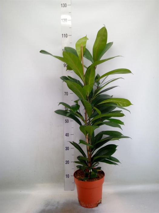 <h4>Ficus cyathistipula</h4>