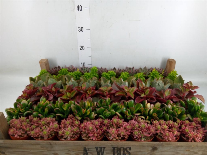 <h4>Succulents   ...</h4>