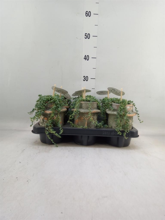 <h4>Senecio herreianus</h4>