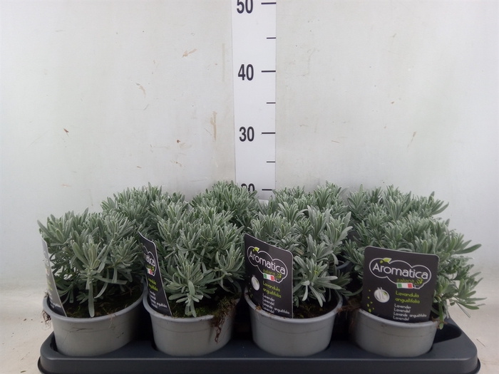 <h4>Lavandula angus.</h4>