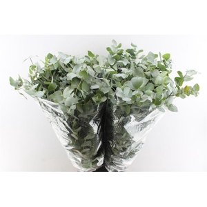 Euca Cinerea 200 Gram