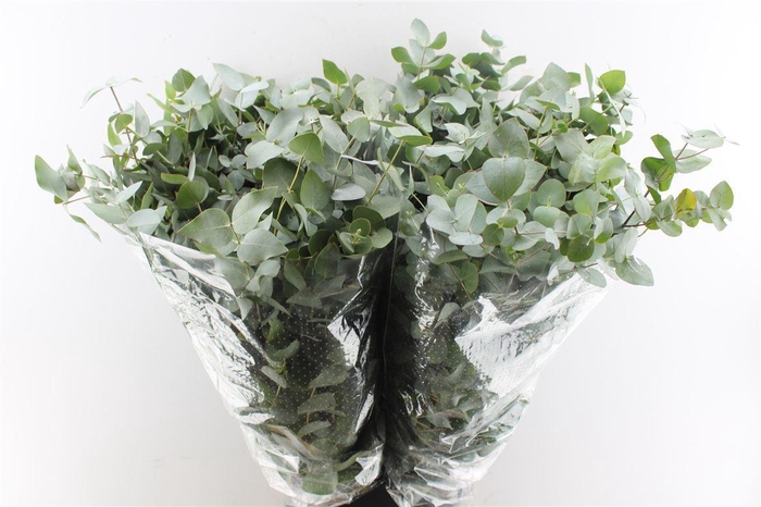 <h4>Euca Cinerea 200 Gram</h4>