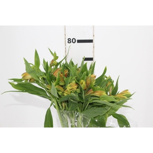 ALSTROEMERIA GYPSY 080 CM LARANJA