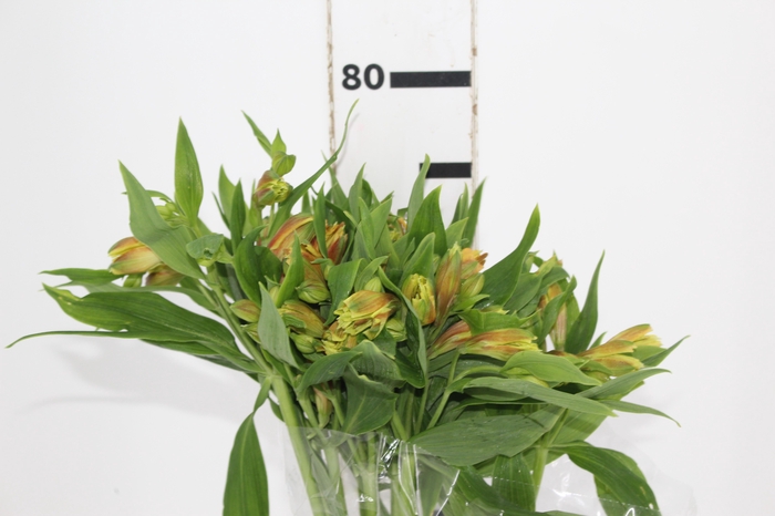 <h4>ALSTROEMERIA GYPSY 080 CM LARANJA</h4>