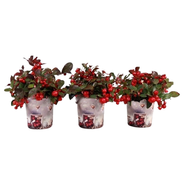 <h4>Gaultheria Big Berry in potcover, P10,5</h4>