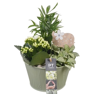 PTIB6633 Arrangement Indoor in metalen pot