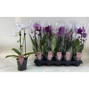 PHAL GEM