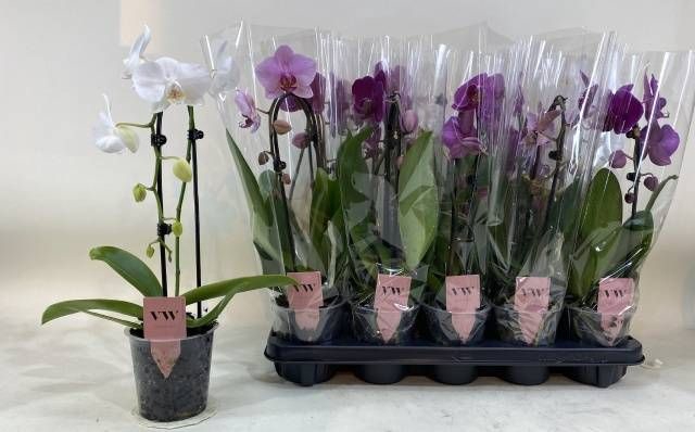 <h4>PHAL GEM</h4>