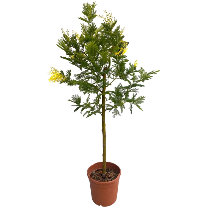 <h4>ACACIA PARADOXA</h4>